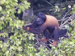 Chiropotes sagulatus