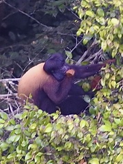 Chiropotes sagulatus