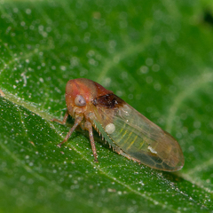 Macropsis basalis