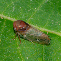 Macropsis basalis