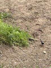 Motacilla alba yarrellii