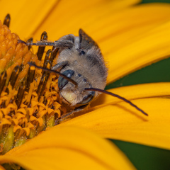 Melissodes denticulatus