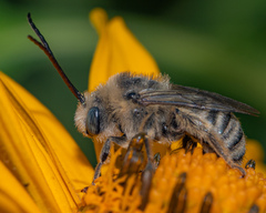 Melissodes denticulatus
