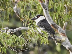 Notharchus macrorhynchos