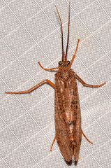 Ptilostomis ocellifera