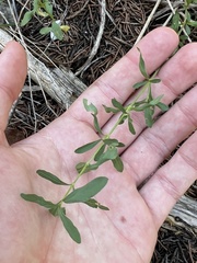 Dyschoriste linearis