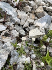 Antennaria monocephala