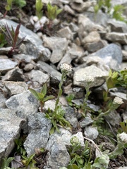 Antennaria monocephala