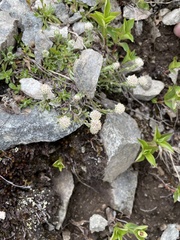 Antennaria monocephala