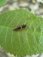 Euplastius melsheimeri