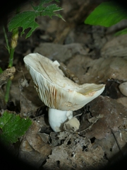 Lactarius azonites