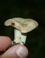 Lactarius azonites