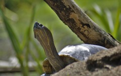 Trachemys grayi grayi