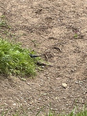 Motacilla alba yarrellii