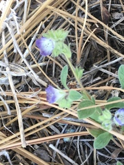 Phacelia davidsonii