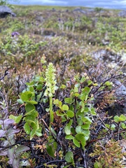 Pseudorchis straminea