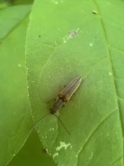 Euplastius melsheimeri