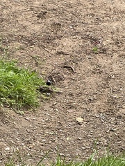 Motacilla alba yarrellii