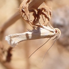 Stomopteryx detersella