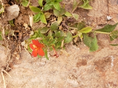 Erythranthe verbenacea