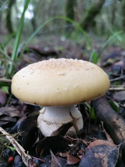 Amanita toxica