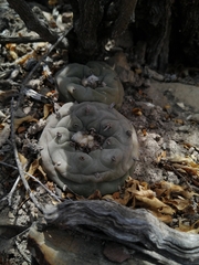 Lophophora diffusa