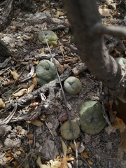 Lophophora diffusa