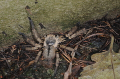 Polybetes pythagoricus