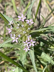 Collomia linearis