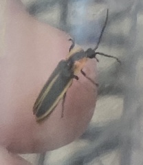Photinus indictus