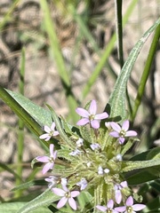 Collomia linearis