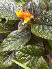 Pachycaulos nummularia