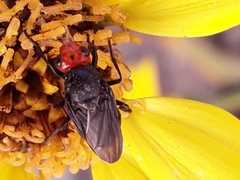 Dichromyia sanguiniceps