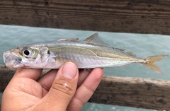 Trachurus symmetricus