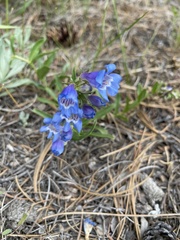 Penstemon glaber alpinus
