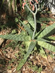 Aloe × commutata