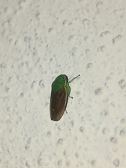 Iassinae
