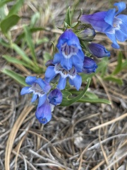 Penstemon glaber alpinus