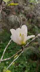 Magnolia denudata
