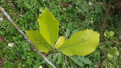 Magnolia denudata