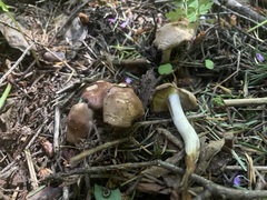 Gerhardtia