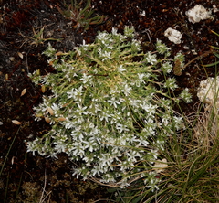 Arenaria querioides