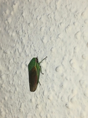 Iassinae