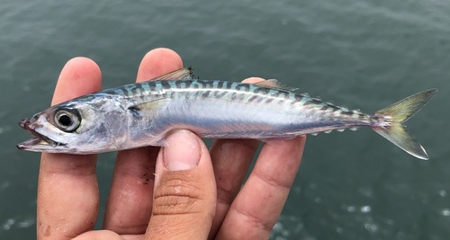 Pacific Chub Mackerel