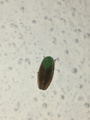 Iassinae