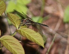 Cordulia shurtleffii