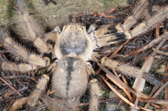 Polybetes pythagoricus