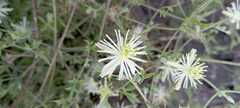 Clematis drummondii