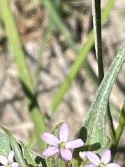 Collomia linearis