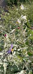 Solanum elaeagnifolium